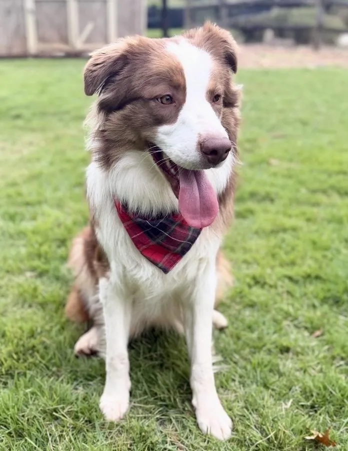 A young medium-sized male Australian Shepherd dog named Shelton for adoption in University Place, WA