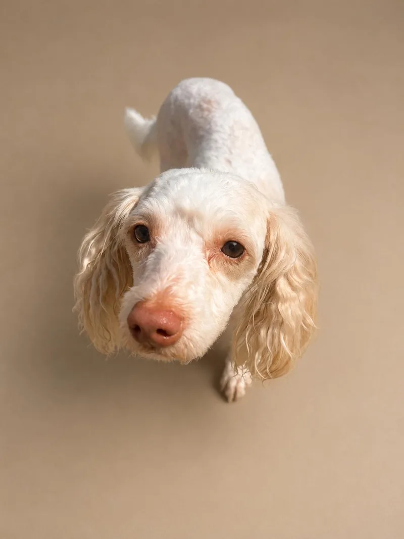 An adult small-sized male Miniature Poodle dog named Mayo for adoption in Kansas City, MO