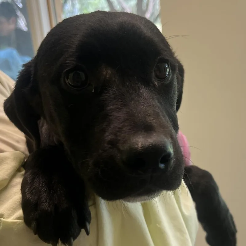 A young medium-sized male Black Labrador Retriever dog named Bones for adoption in Austin, TX