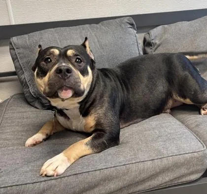 An adult medium-sized female Tricolor (Brown, Black, & White) Mixed Breed dog named Nova for adoption in Lansing, MI
