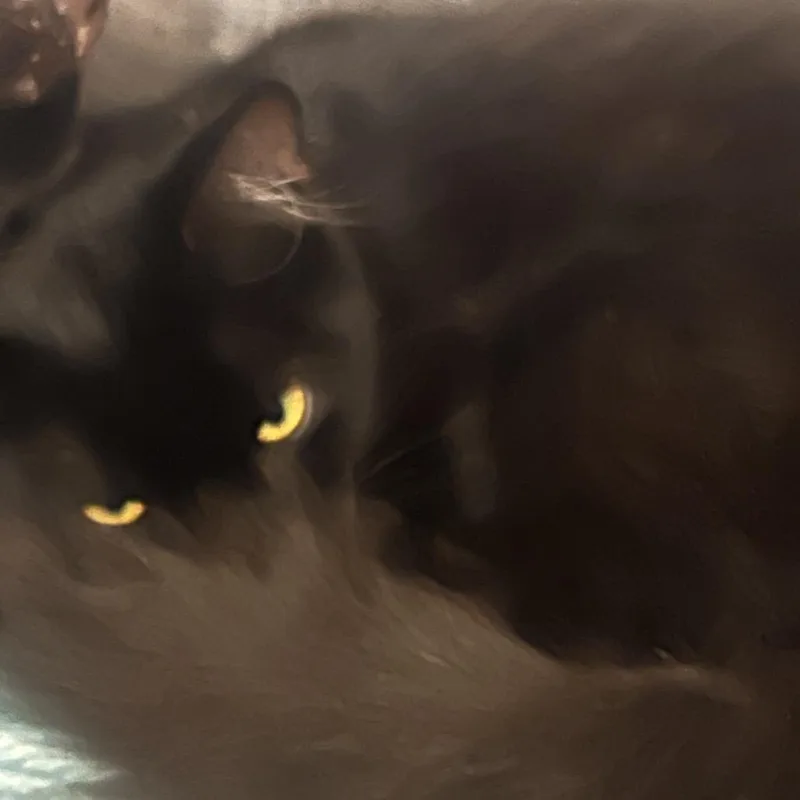 A young medium-sized female Black Domestic Medium Hair cat named Nebula for adoption in Lakeland, FL
