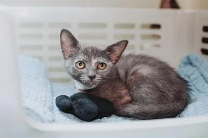 A baby small-sized female Domestic Short Hair cat named A Sunny Petco West for adoption in North Charleston, SC