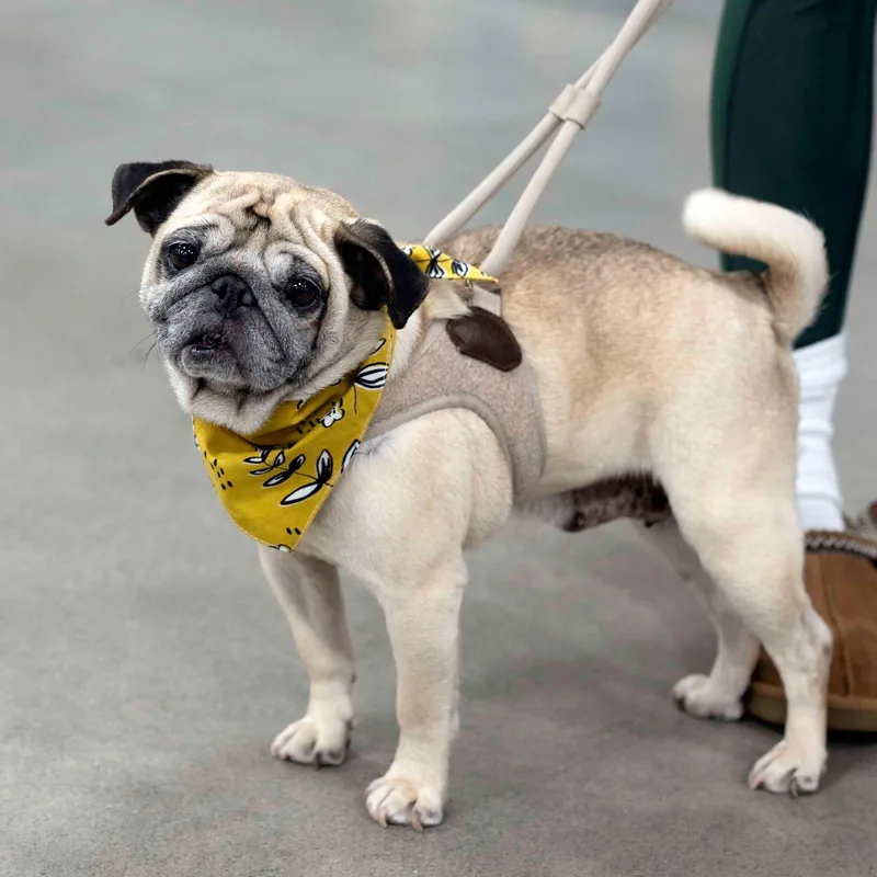 An adult small-sized female Pug dog named Mogi for adoption in West Richland, WA