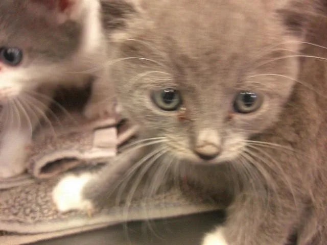 A baby small-sized female Domestic Short Hair cat named Polly for adoption in Ocala, FL