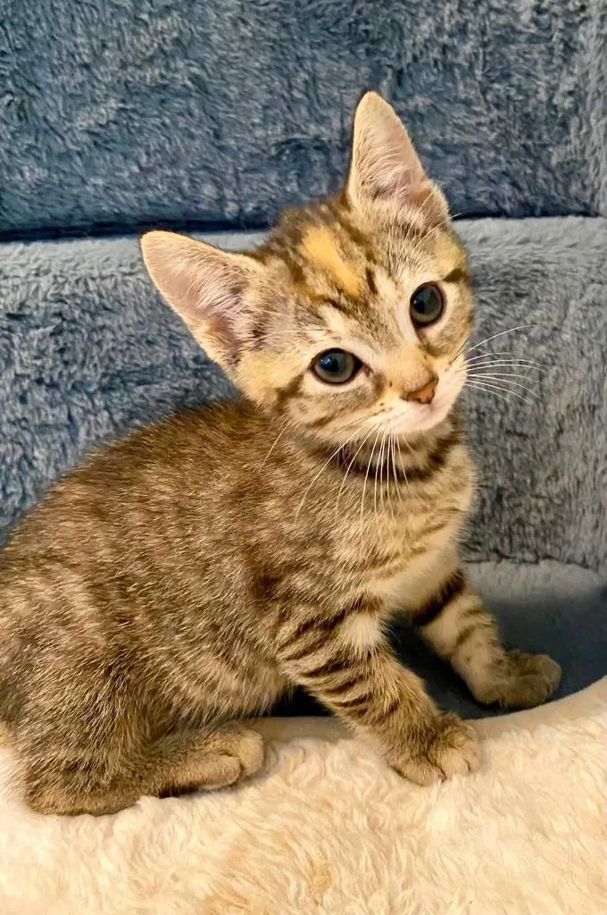 A baby medium-sized female Domestic Short Hair cat named Kumquat for adoption in Fort Mill, SC