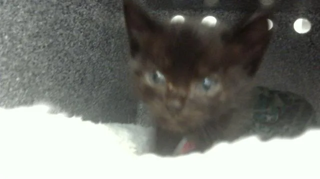 A young medium-sized male Domestic Short Hair cat named Sr.archable for adoption in Dallas, TX