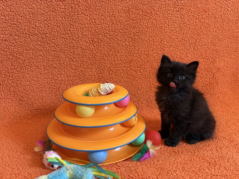 A baby medium-sized male Black Domestic Short Hair cat named Gus  Bonded With for adoption in Fremont, CA