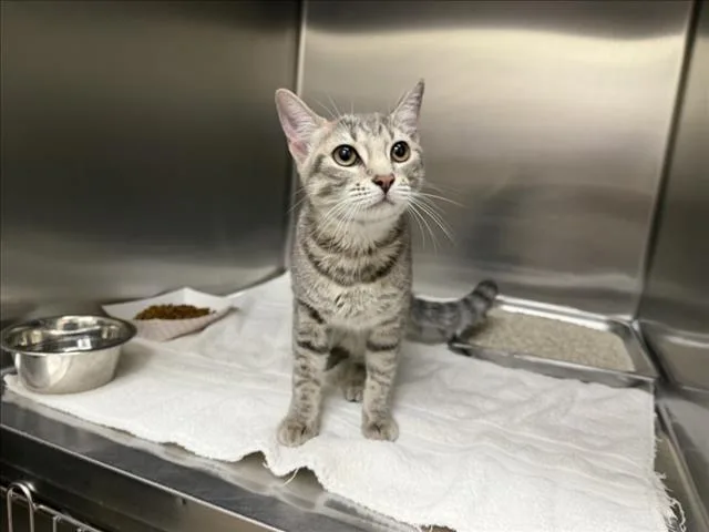 A young small-sized female Domestic Short Hair cat named Emily for adoption in Santa Fe, NM