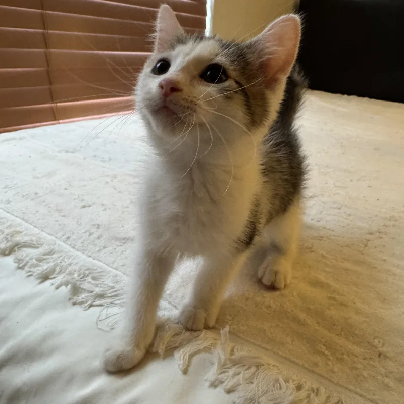 A young medium-sized male Domestic Short Hair cat named Milo for adoption in Lemont, IL