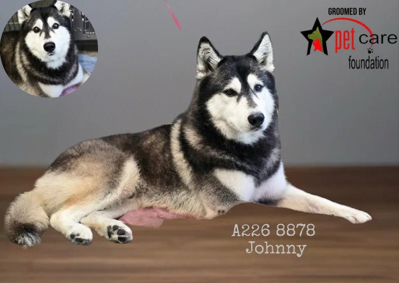 An adult large-sized male Siberian Husky dog named Johnny for adoption in Los Angeles, CA