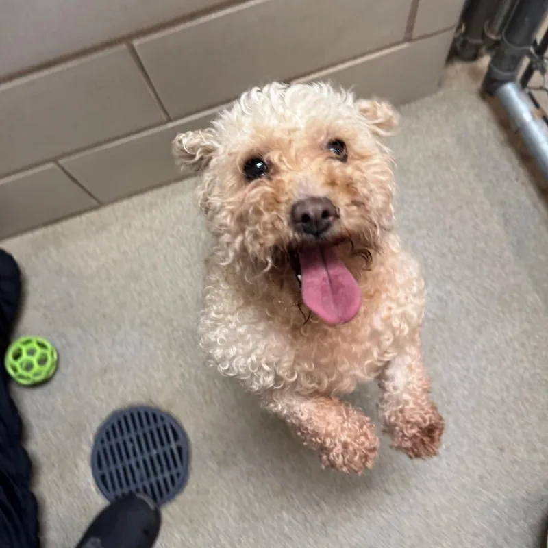 An adult small-sized female Yellow / Tan / Blond / Fawn Mixed Breed dog named Junebug for adoption in Waukesha, WI