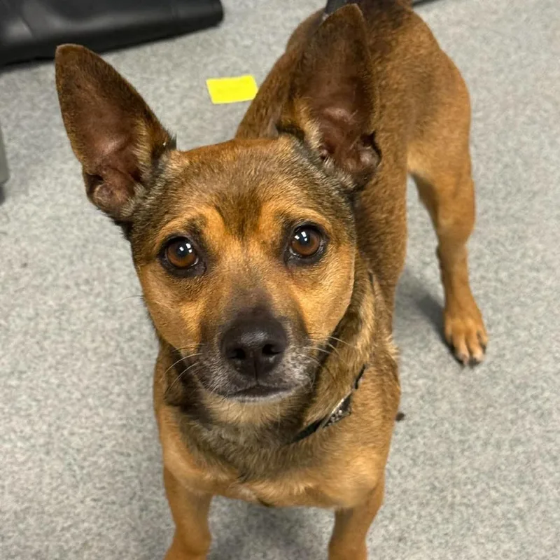 A young small-sized male Brown / Chocolate Chihuahua dog named Peanut Butter for adoption in Martinsville, VA