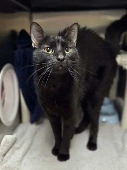 An adult large-sized male Domestic Short Hair cat named Beetle for adoption in Westland, MI