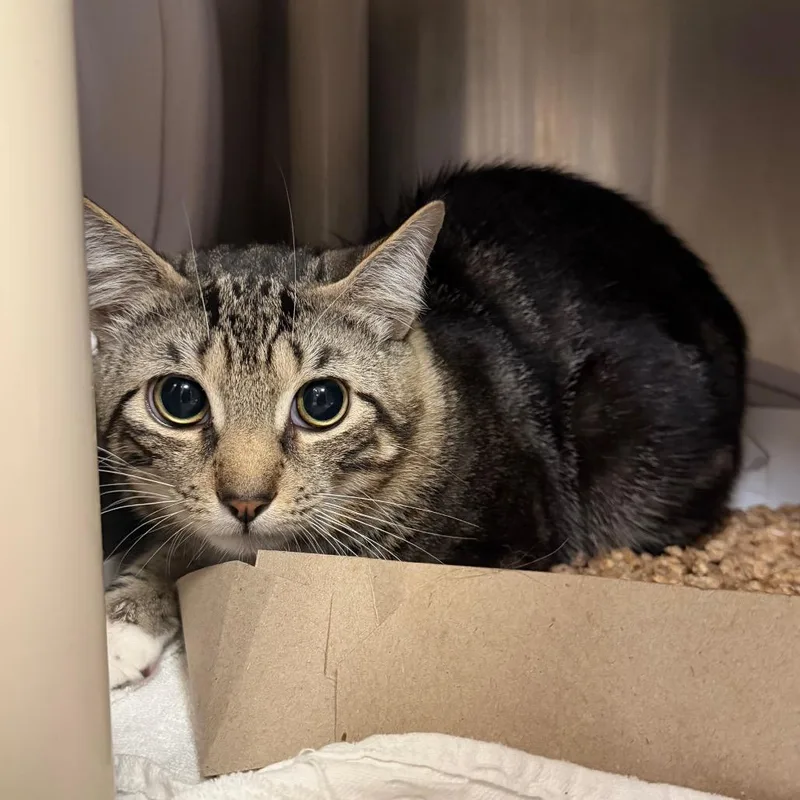 A young medium-sized male Gray / Blue / Silver Domestic Short Hair cat named "Kirk" for adoption in Perkiomenville, PA