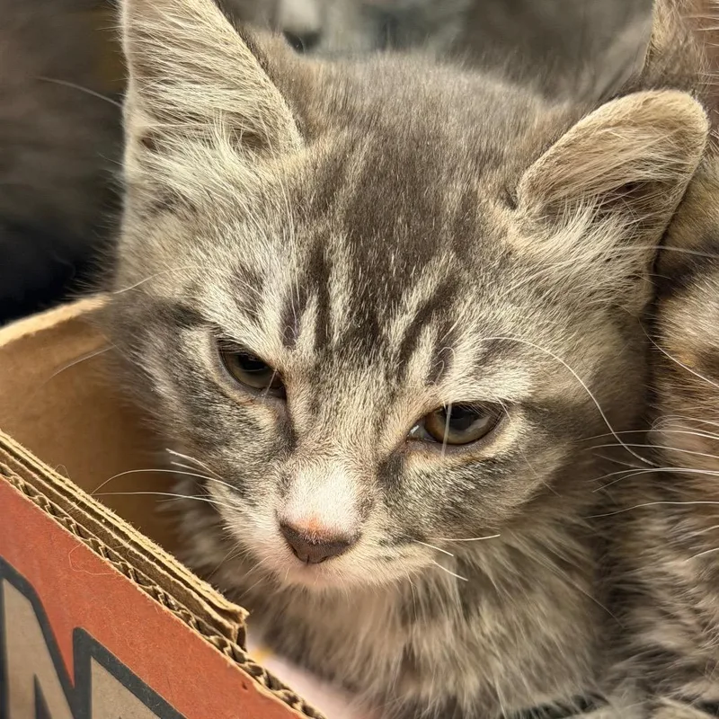 A baby small-sized female Gray / Blue / Silver Domestic Short Hair cat named BuiltIn Microwave for adoption in Westminster, CA