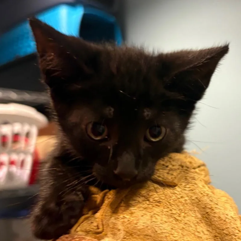 A baby small-sized male Black Domestic Short Hair cat named Habanero for adoption in Chattanooga, TN