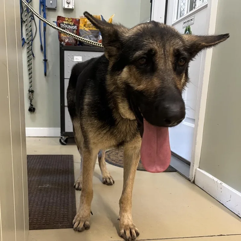 An adult large-sized female Black German Shepherd Dog dog named Livvy for adoption in New Ringgold, PA