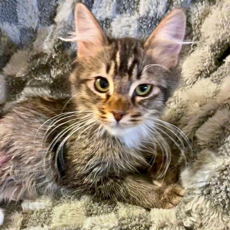A baby small-sized male Domestic Long Hair cat named Camry for adoption in Forest Lake, MN