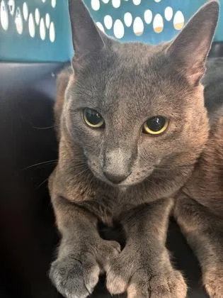 An adult large-sized male Domestic Short Hair cat named Koby for adoption in West Chester, PA