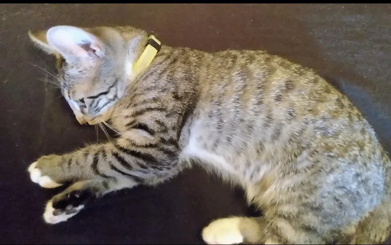 A baby small-sized female Domestic Short Hair cat named Kiwi for adoption in Havertown, PA