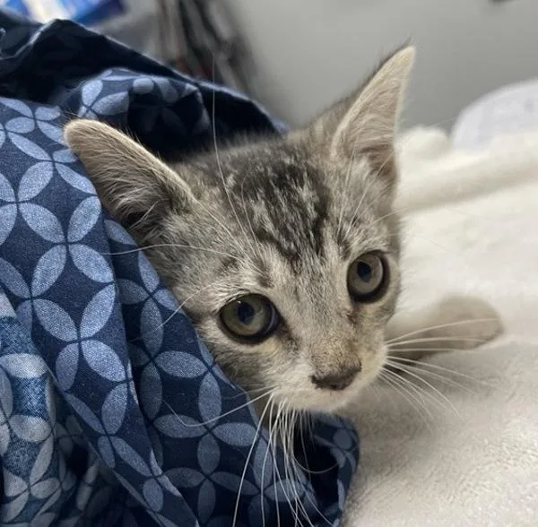 A baby small-sized male Domestic Short Hair cat named Google for adoption in Escondido, CA