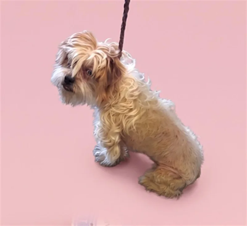An adult small-sized male Terrier dog named Sprocket for adoption in Los Angeles, CA