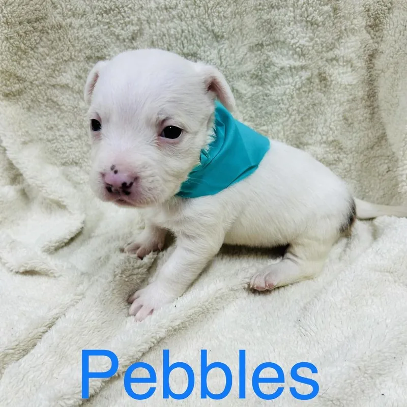 Pebbles thumbnail 3