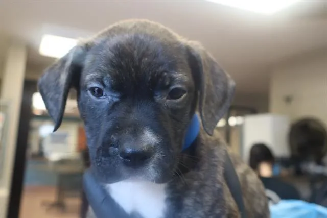 A baby small-sized male Mixed Breed dog named Pilot for adoption in Columbia, SC