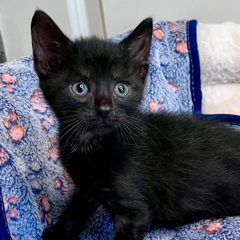 A baby medium-sized male Black Domestic Short Hair cat named Pedro Pawscal for adoption in Charlotte, NC
