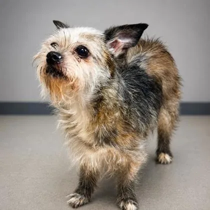 A senior small-sized female Cairn Terrier dog named Chelsea for adoption in Cumberland, MD