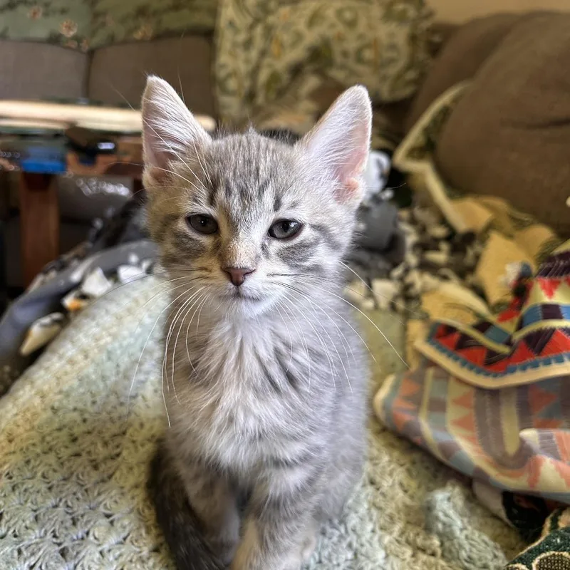 A baby small-sized male Gray / Blue / Silver Domestic Short Hair cat named Snake for adoption in St. Paul, MN