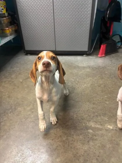 A baby medium-sized male Coonhound dog named Tac for adoption in Paducah, KY