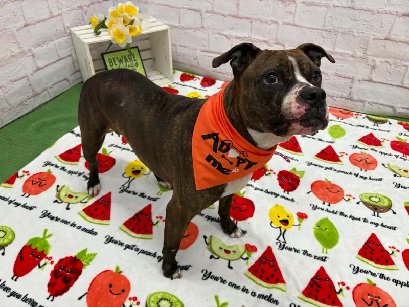 An adult medium-sized female American Staffordshire Terrier dog named Shelby for adoption in Oxford, MI
