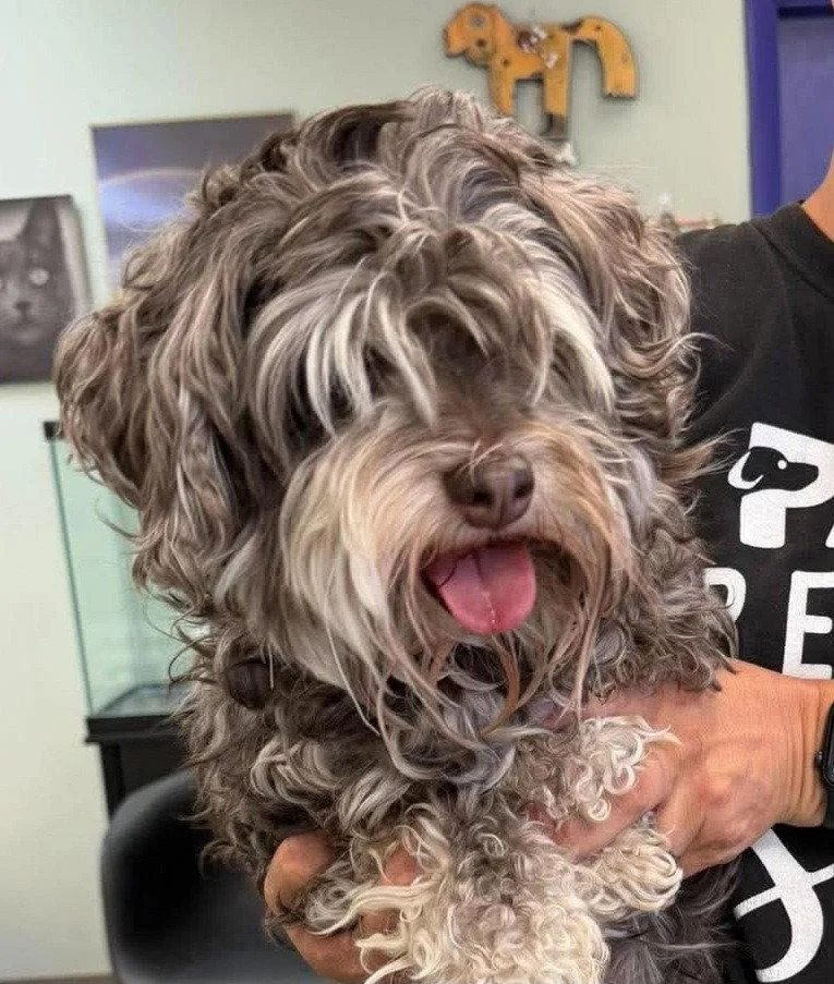 An adult small-sized male Schnauzer dog named Kaiser for adoption in Saint George, UT