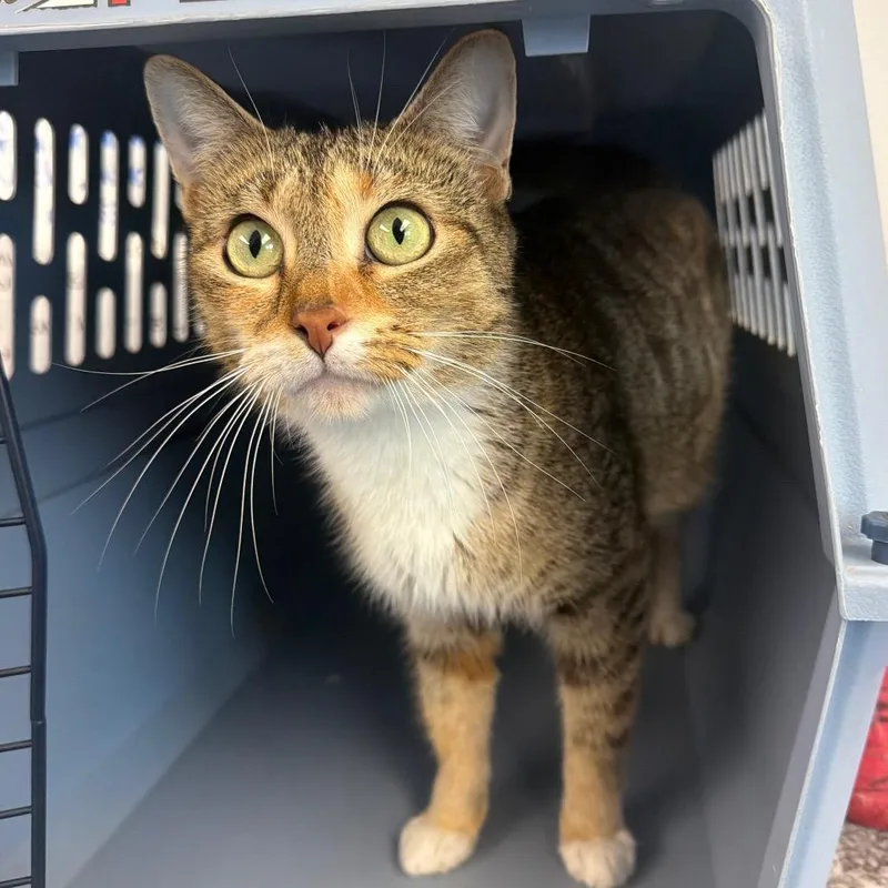 An adult medium-sized female Calico Domestic Short Hair cat named Ac for adoption in Watertown, NY