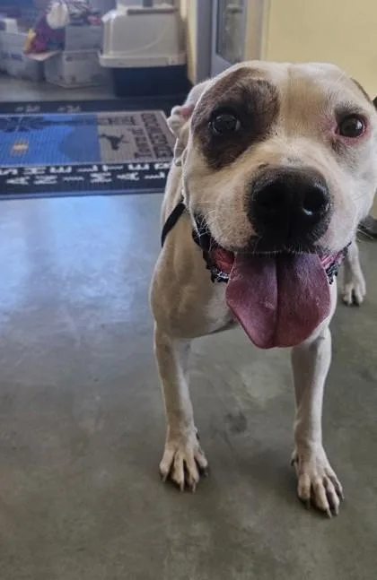 An adult large-sized male Pit Bull Terrier dog named Petie for adoption in Edgewood, NM