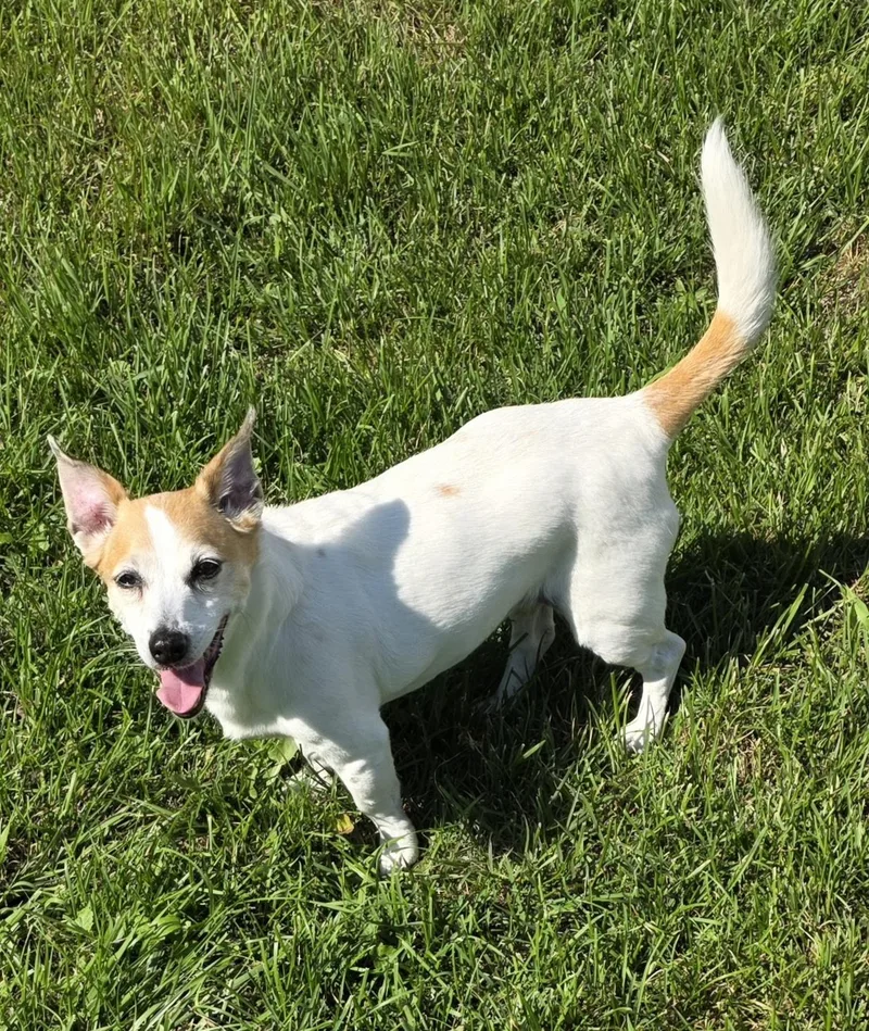 An adult small-sized female White / Cream Jack Russell Terrier dog named Peanut for adoption in Momence, IL