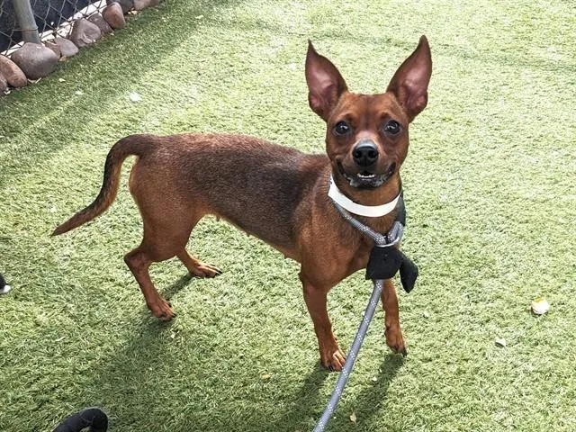 An adult small-sized female Chihuahua dog named Pixie for adoption in Phoenix, AZ