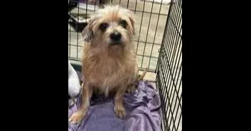 A young medium-sized female Terrier dog named Lottie for adoption in Owenton, KY