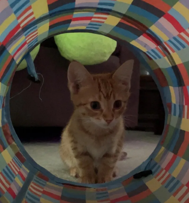A baby small-sized female Domestic Short Hair cat named Eugenea for adoption in Fond Du Lac, WI