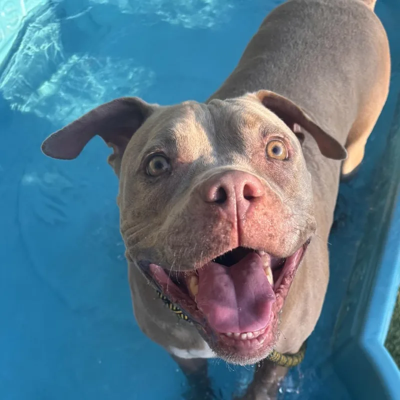 An adult large-sized female American Staffordshire Terrier dog named Luna for adoption in Henderson, NV