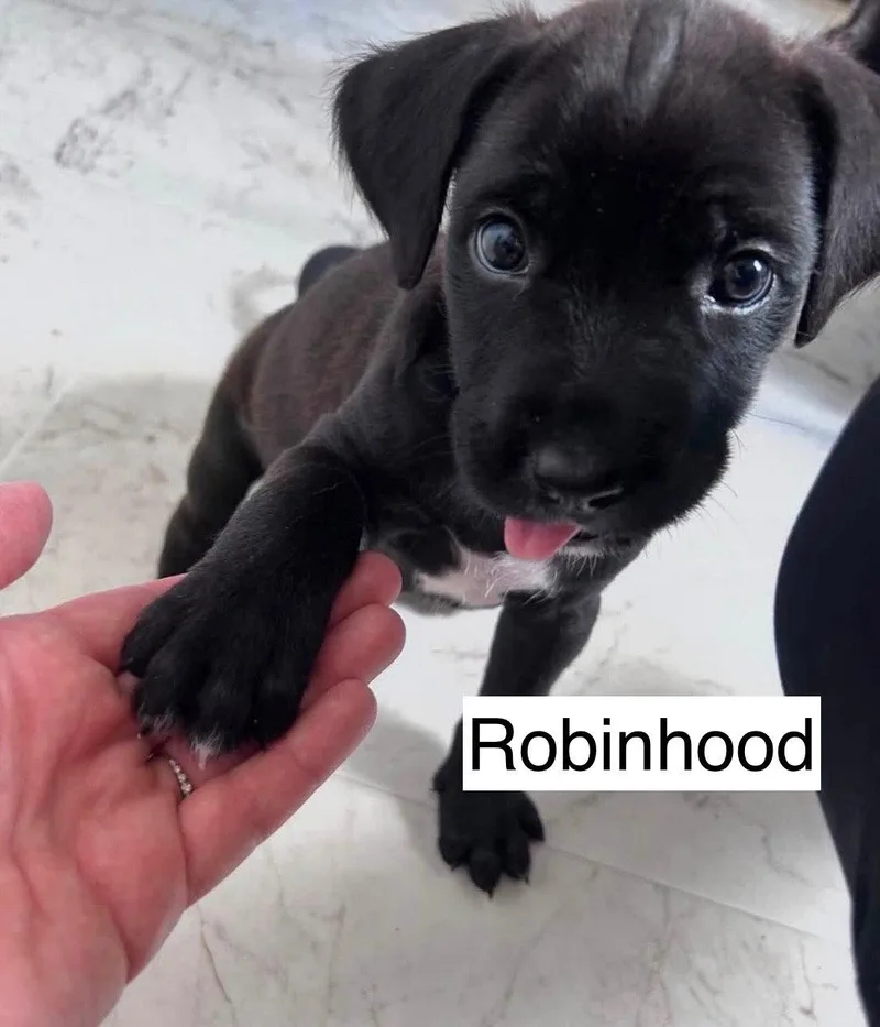 Robin Hood