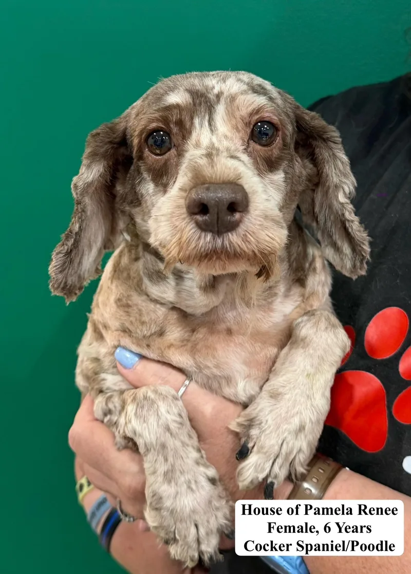 An adult small-sized female Cockapoo dog named House of Pamela Renee for adoption in Blue Springs, MO