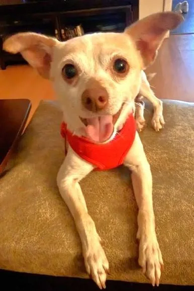 An adult small-sized female White / Cream Chihuahua dog named Teeka for adoption in fort worth, TX