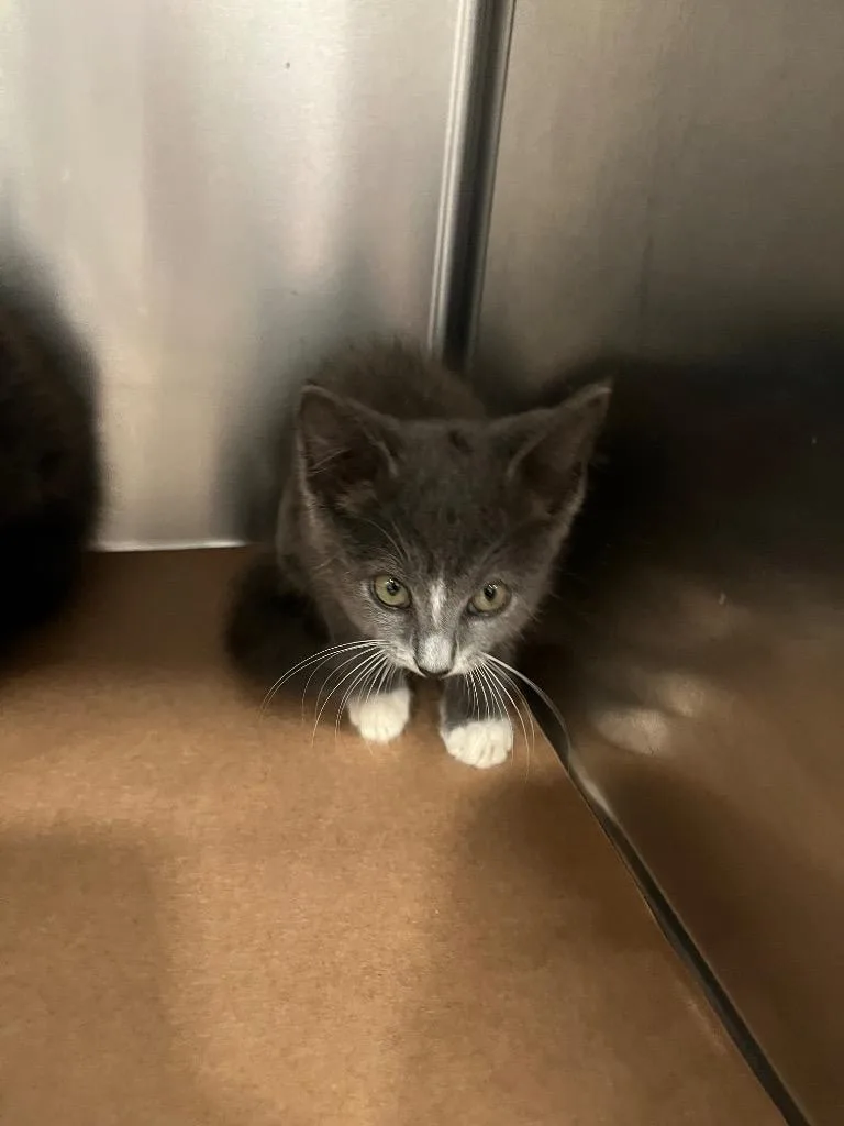 A baby large-sized female Domestic Medium Hair cat named Pong for adoption in Cartersville , GA