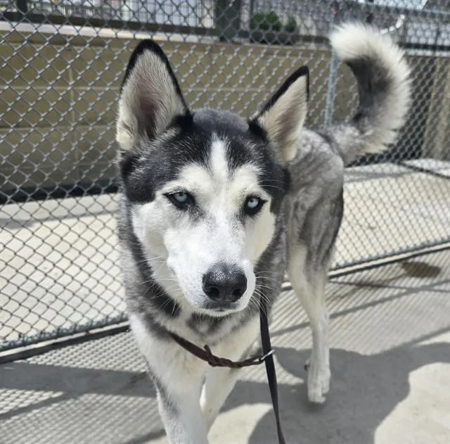 An adult large-sized male Siberian Husky dog named Gucci for adoption in Denver, CO