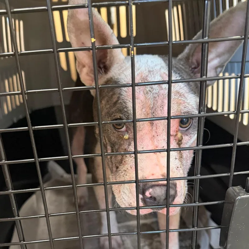 A baby small-sized female Terrier dog named Boo for adoption in Marshall, TX