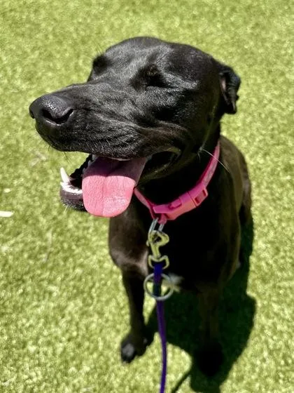 A young large-sized female Black Mixed Breed dog named Plum for adoption in Wichita, KS