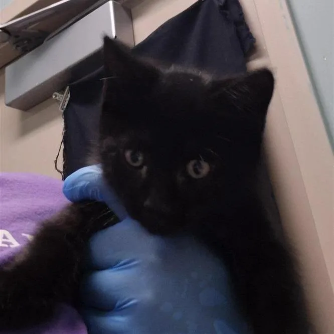 A baby small-sized male Black Domestic Short Hair cat named Cola for adoption in Tacoma, WA