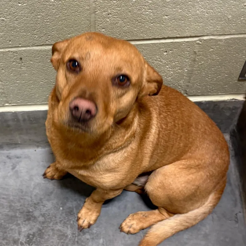 An adult large-sized male Brown / Chocolate Shepherd dog named IEPAStray for adoption in Upland, CA